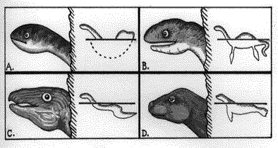 Sea Serpent Heads